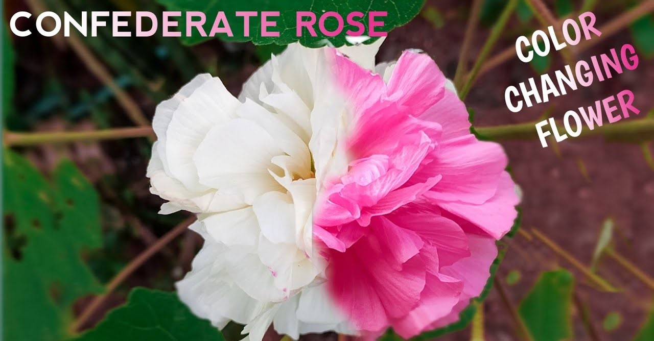 Colour Changing Rose All Time Flowering Live Plant - Hibiscus mutabilis
