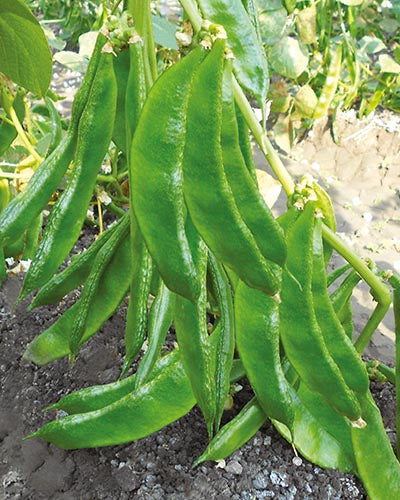 Dolichos Seed Balls.