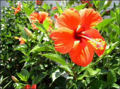 Orange Cluster Hibiscus Plant - Gudhal Plant.