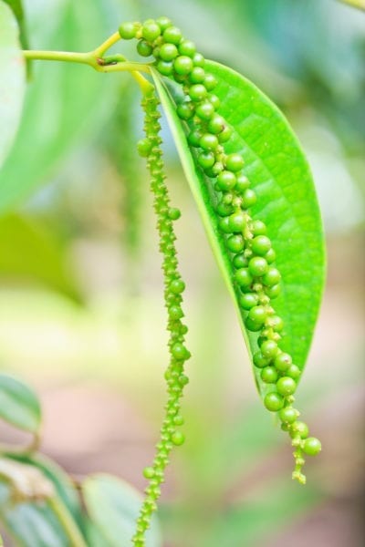 Black Pepper Plant.