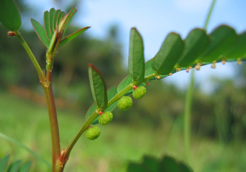 Bhumyamalaki - Phyllanthus Niruri - Keelanelli Plant.