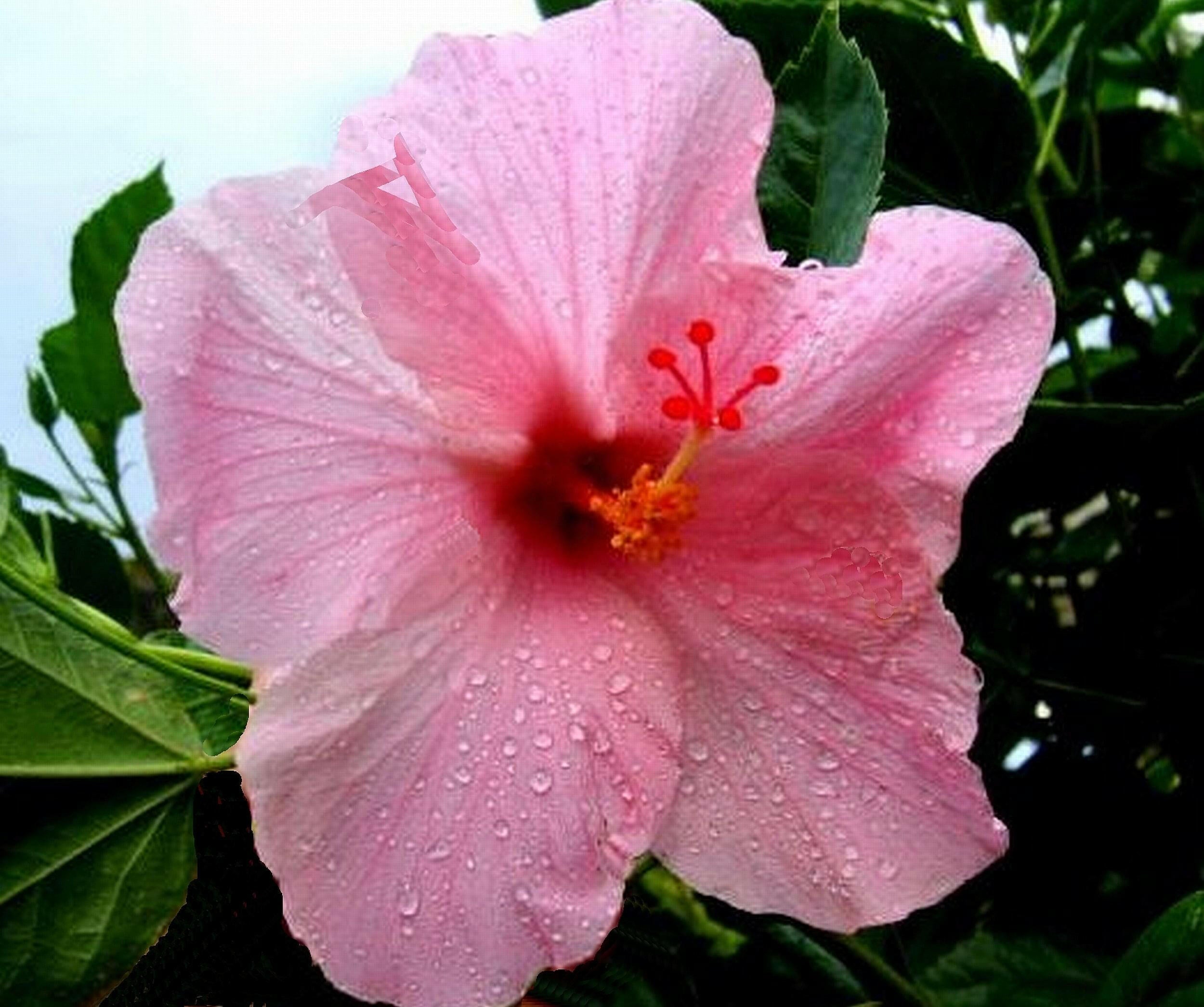 Baby Pink Hibiscus Plant - Gudhal Plant.