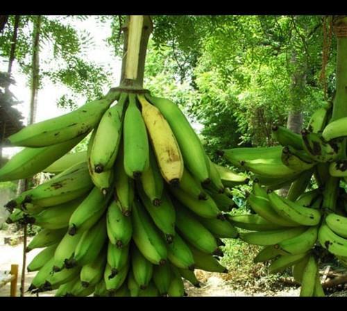 Grafted Banana Robusta Plant.