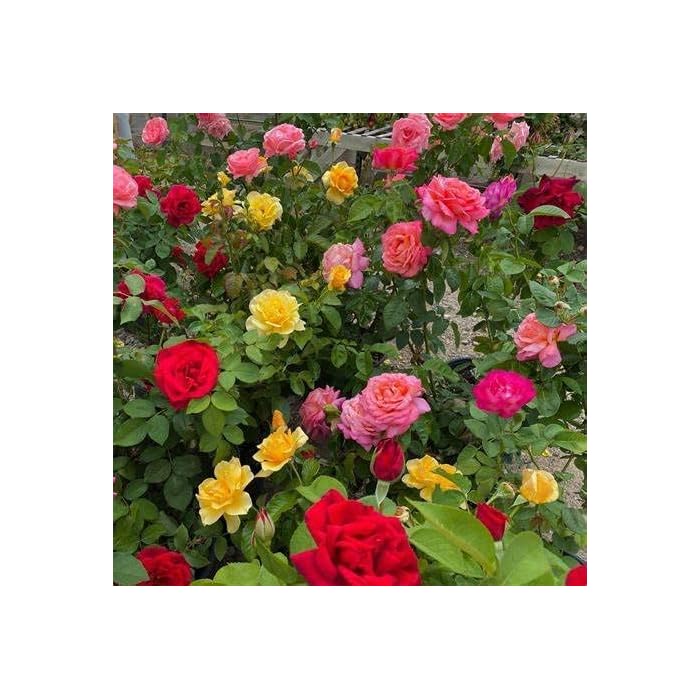 3 in 1 Color Rose Plant