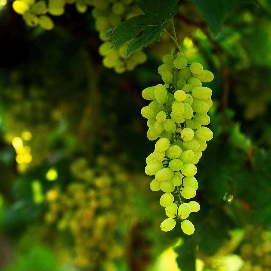 Grafted Green Grapes Fruit Plant.