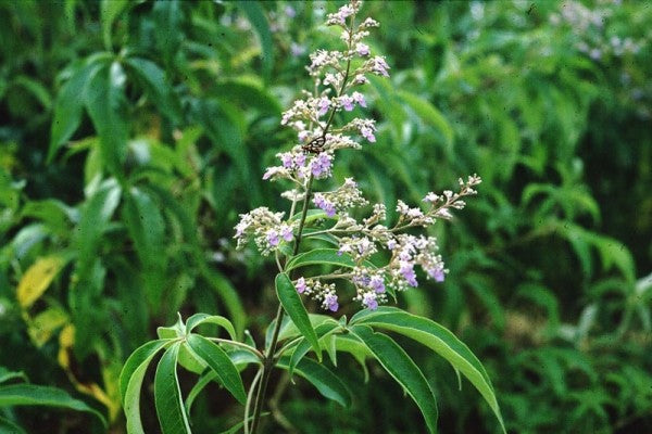 Nirgundi - Vitex negundo Plant.
