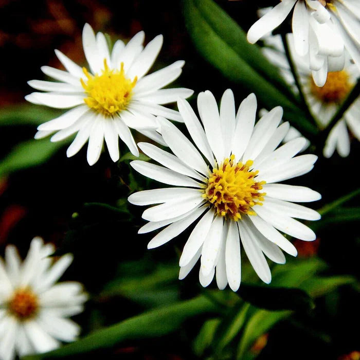 Aster Plant - Aster amellus