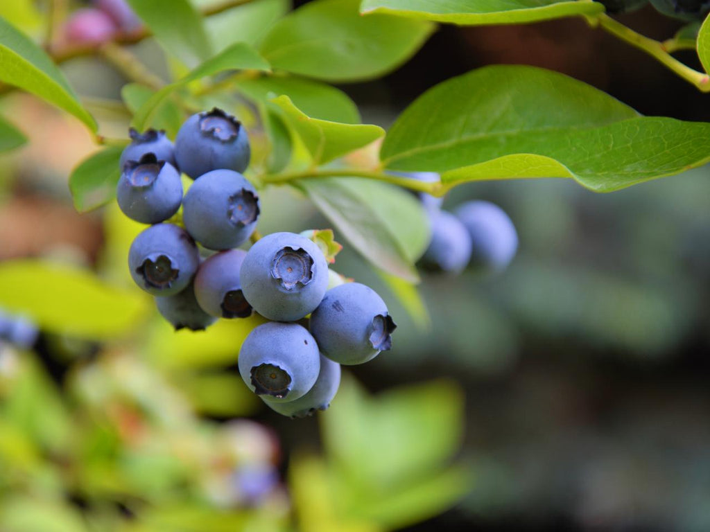 Grafted Blueberry Fruit Plant.
