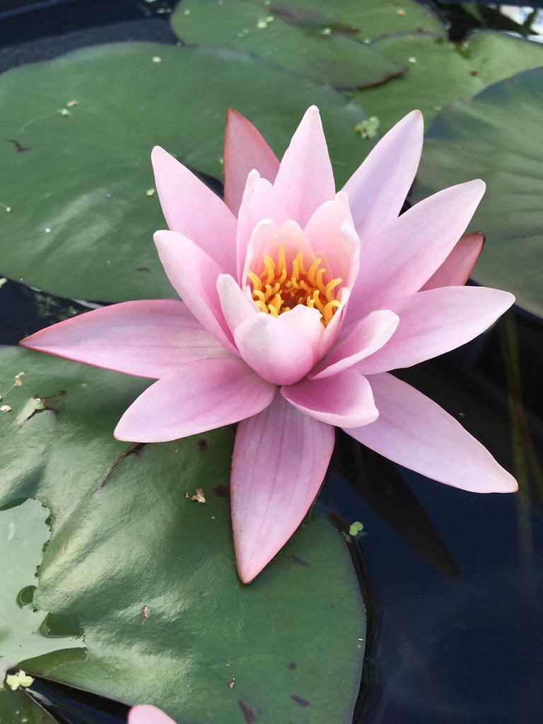 Pink Water Lily Plant.