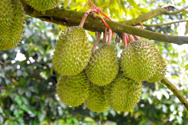 Grafted Durian Fruit Plant.