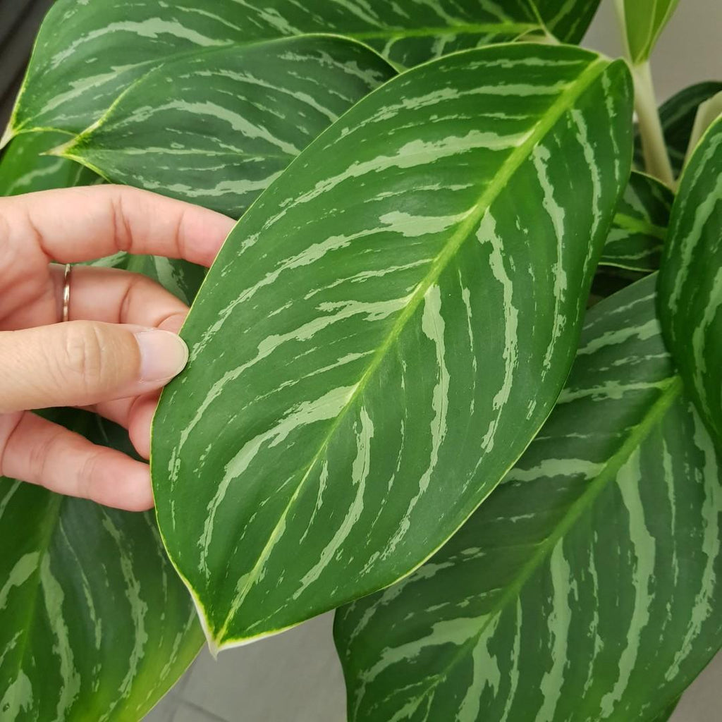 🌿🌱 Unveiling the Beauty of Aglaonema Green (Chinese Evergreen) Plant: A Journey of Growth and Care 🌿😍