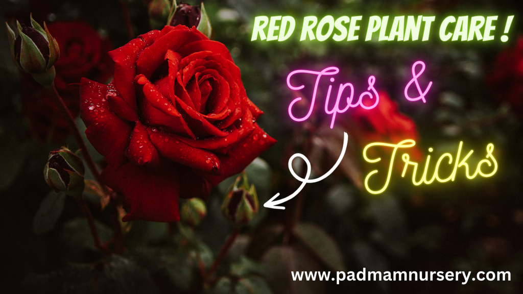🌹 Red Rose Plant Care: Easy Tips and Tricks 🌹 From PadmamNursery.com - Expert Advice for Gorgeous Roses!