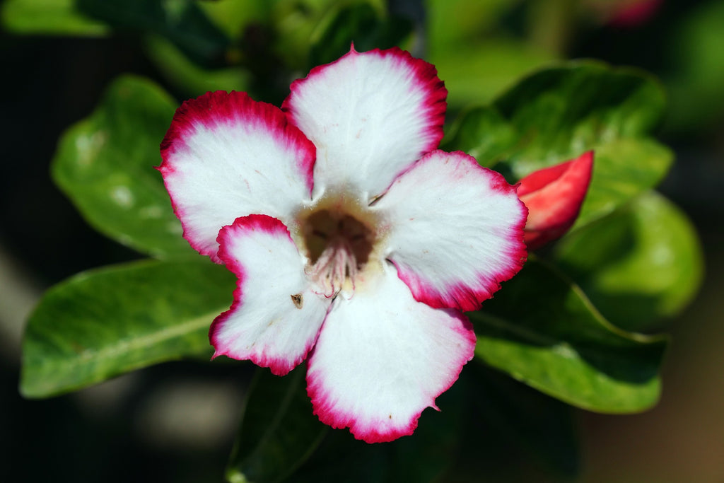 🌺 Adenium as an Indoor Plant: Bringing the Beauty of Desert Roses Indoors! 🌿😊 - Padmamnursery.com