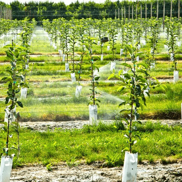 Tree Saplings