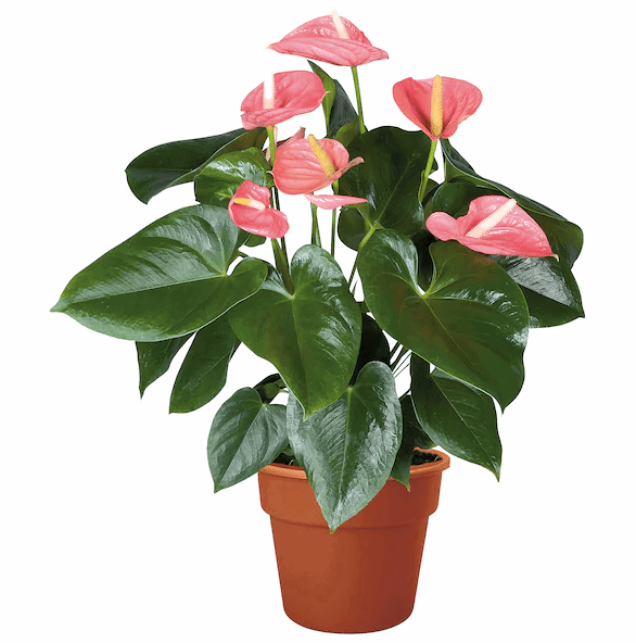 Anthurium Plant.