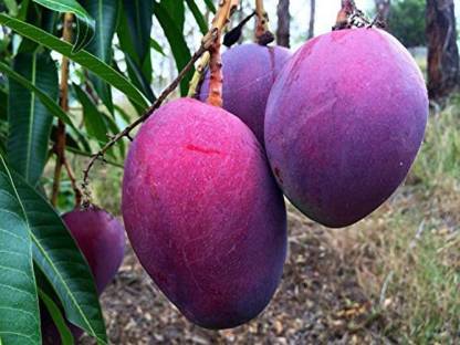 Grafted Thailand Mango Plant.