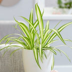 Pandanus Variegated Golden Plant.