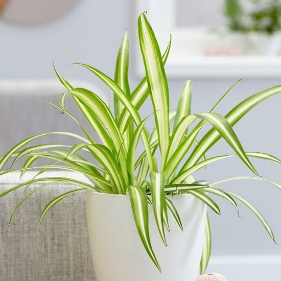 Pandanus Variegated Golden Plant.