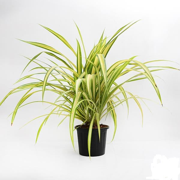 Pandanus Variegated Golden Plant.