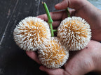 Kadamba Plant - Neolamarckia cadamba - Burflower-tree
