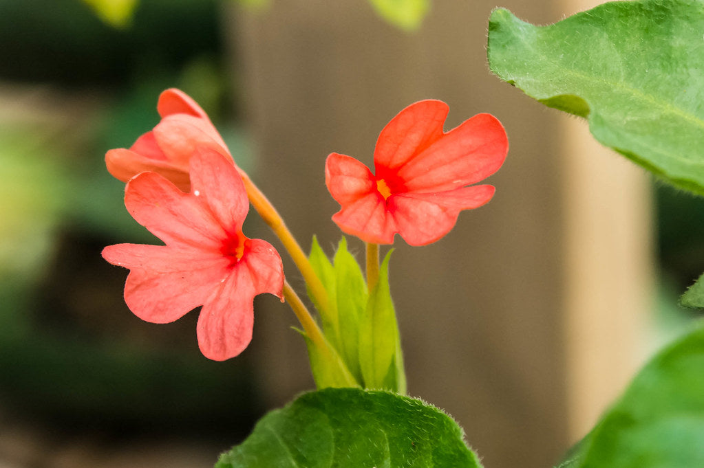 firecracker flower -Kannakabaram Plant.