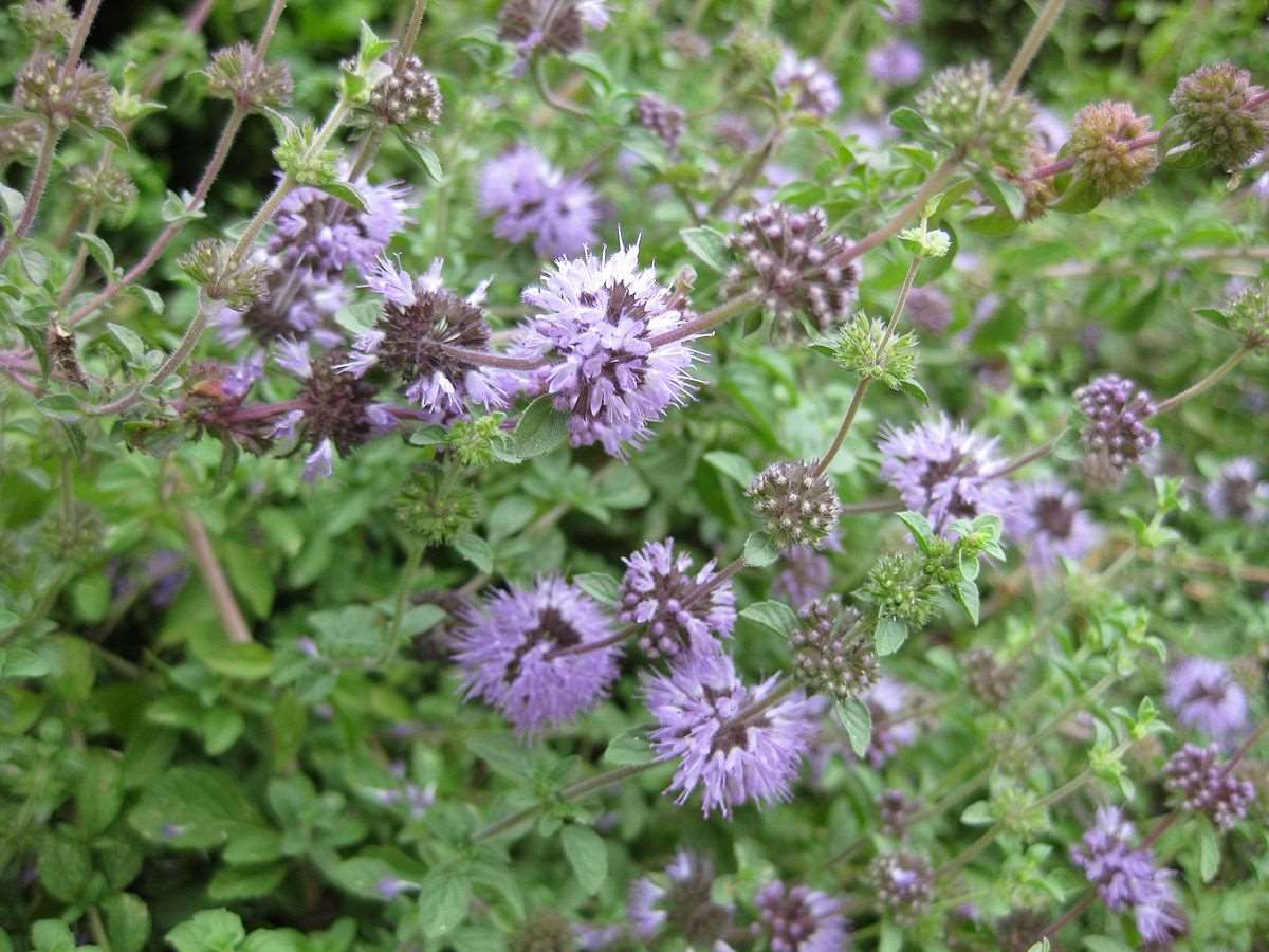 Mentha Pulegium - Mosquito Plant.
