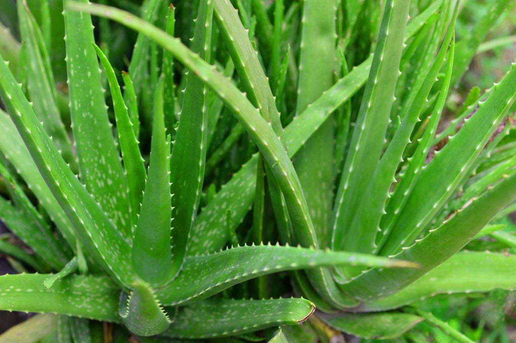 Green Aloe Vera Plant.