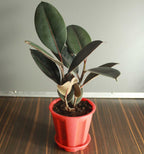 Rubber Plant.