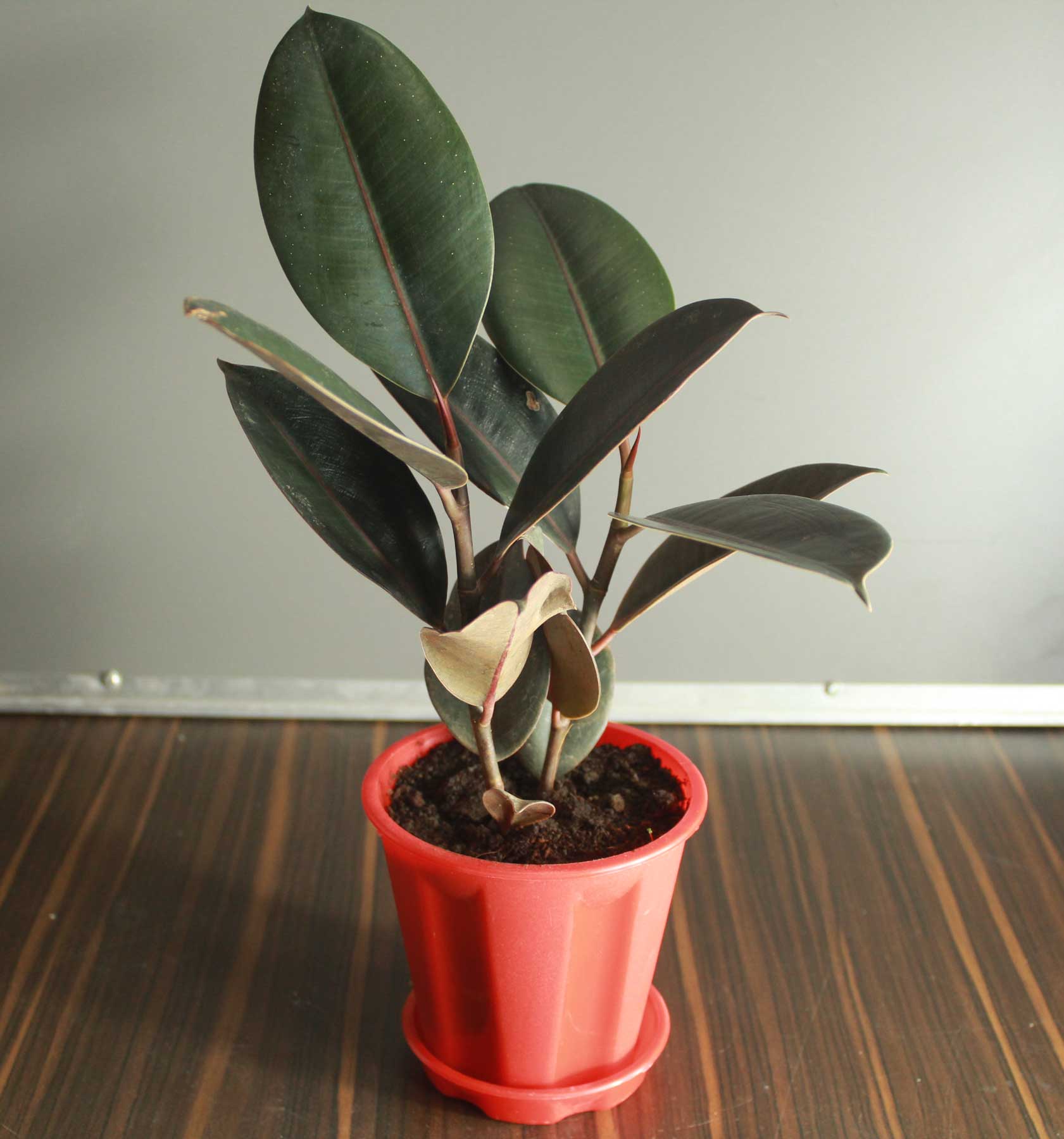 Rubber Plant.