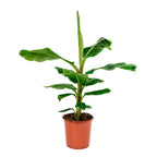 Grafted Hill Banana Plant.
