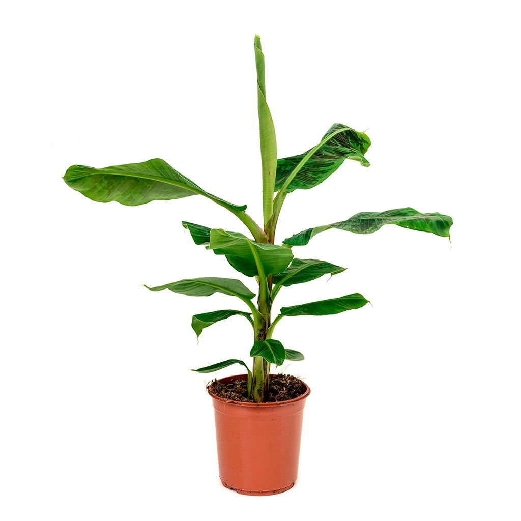 Grafted Hill Banana Plant.