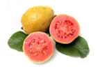 Grafted Guava Red Fruit Plant.