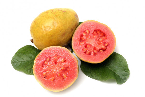 Grafted Guava Red Fruit Plant.