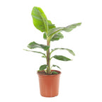 Grafted Banana Red Plant.