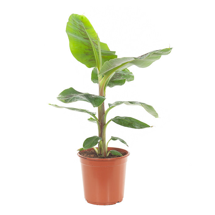 Grafted Banana Red Plant.