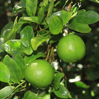Grafted Table Lemon Fruit Plant.