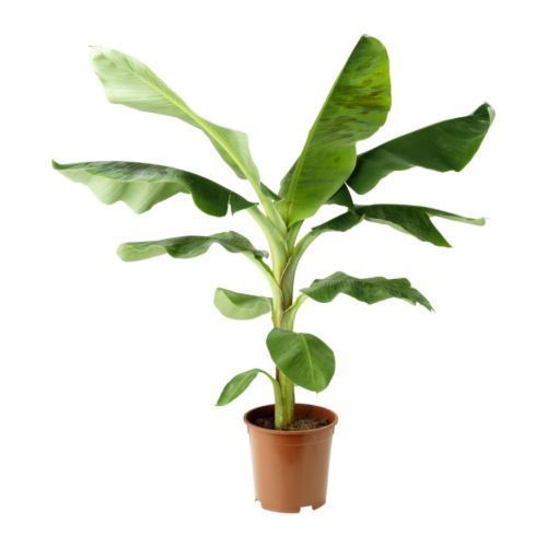 Grafted Banana Rasthali Plant.