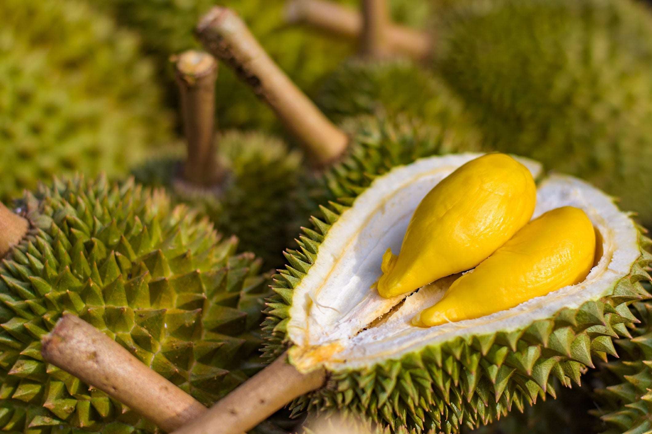 Grafted Durian Fruit Plant.