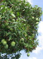 Grafted Raw Mango Plant.