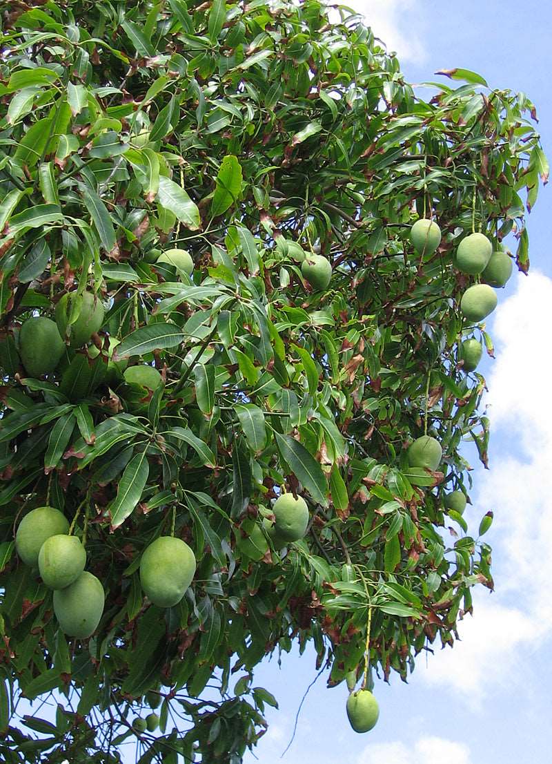 Grafted Raw Mango Plant.