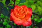 7 Day Rose Plant.