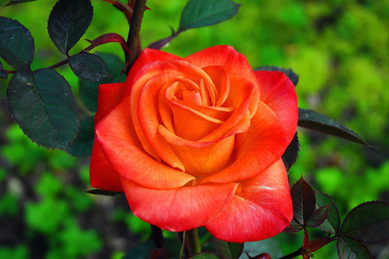 7 Day Rose Plant.