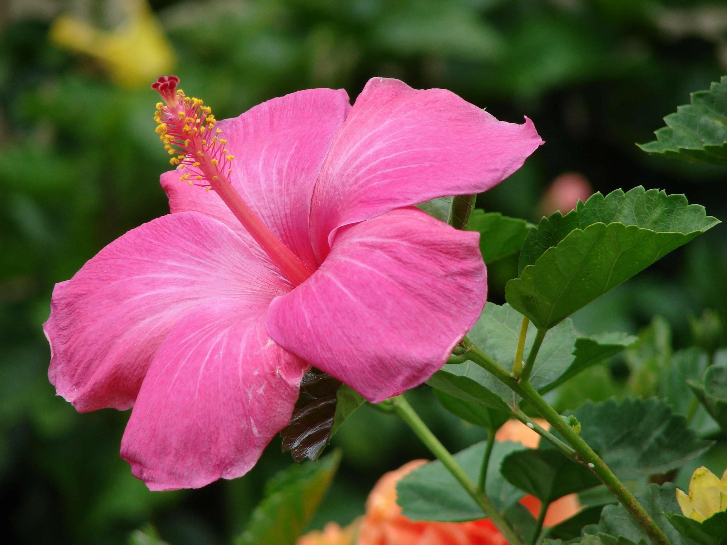 Baby Pink Hibiscus Plant - Gudhal Plant.
