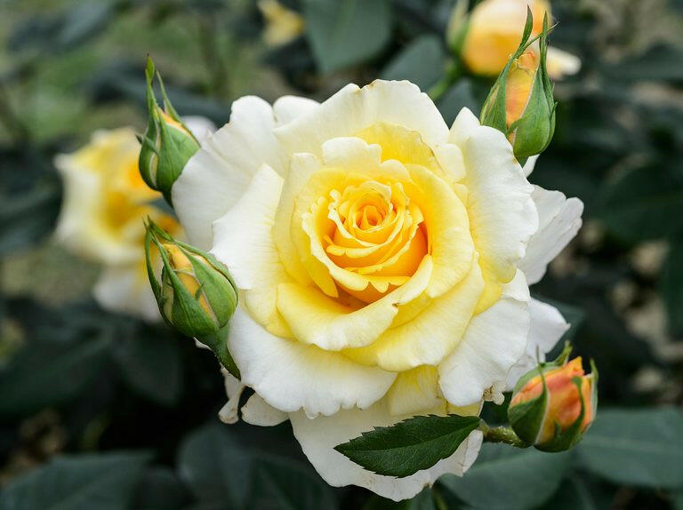 7 Day Rose Plant.