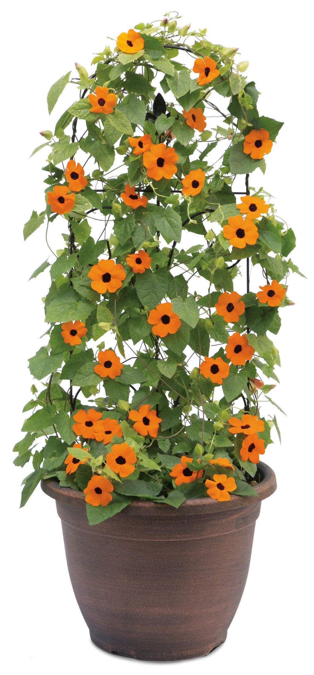 Thunbergia Plant.