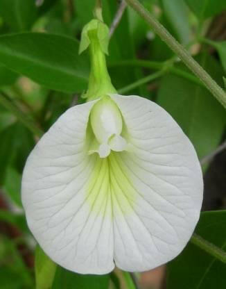 Butterfly Pea Plant - Asian pigeon wings - Clitoria ternatea (White).