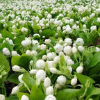 Arabian Jasmine - Gundu Malli Plant.