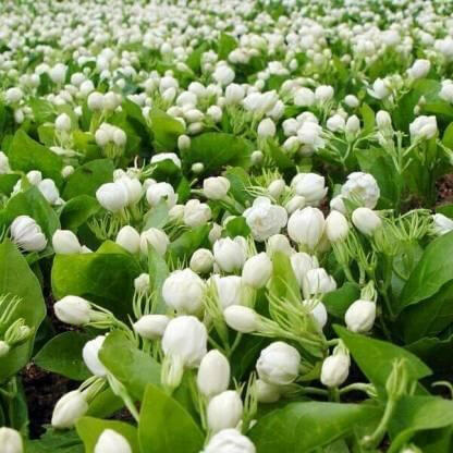 Arabian Jasmine - Gundu Malli Plant.