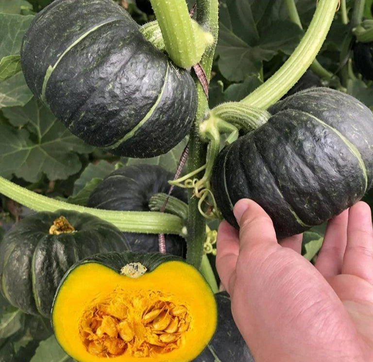 Round Baby Buttery Green Pumpkin Vegetable Seed Balls - Cucurbita pepo