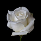 7 Day Rose Plant.